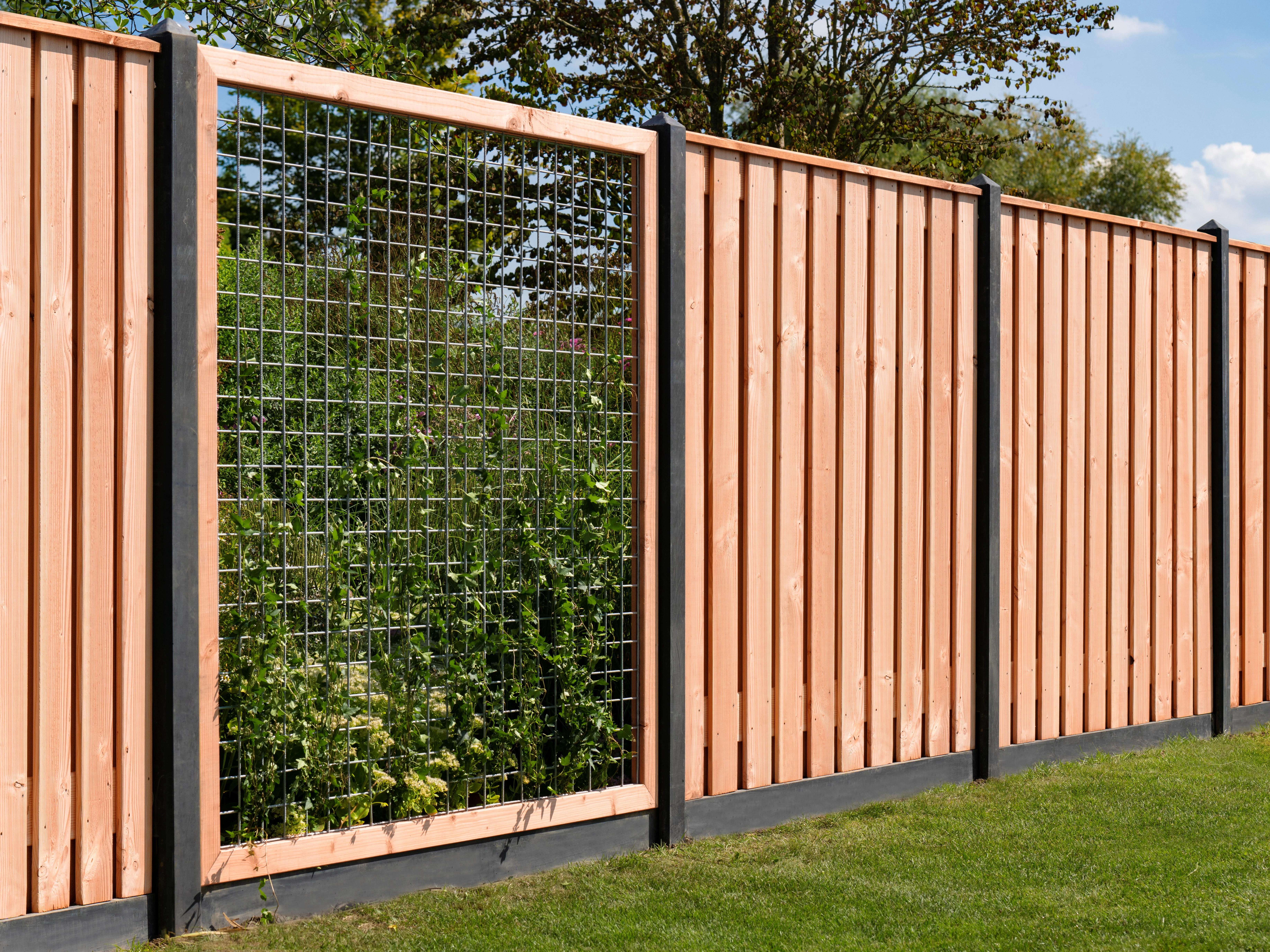 Douglas Schutting 21-Planks Geschaafd 90 x 180 cm - Afbeelding 3